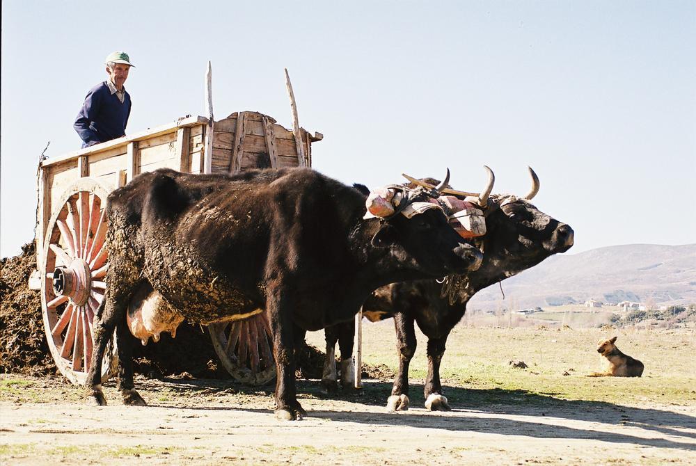 Despedidas con eco tradicional en la época covid