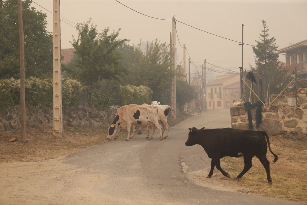 El incendio de la Sierra de la Paramera afecta a varios municipios.  / DAVID CASTRO