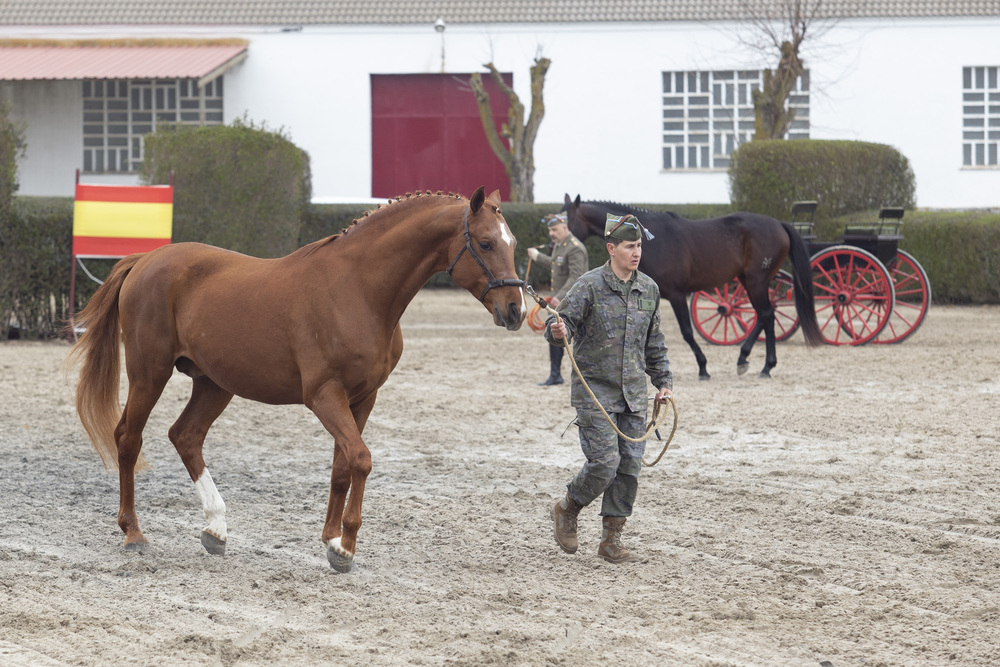 Exhibici N Cr A Caballar Militar Diario De Vila