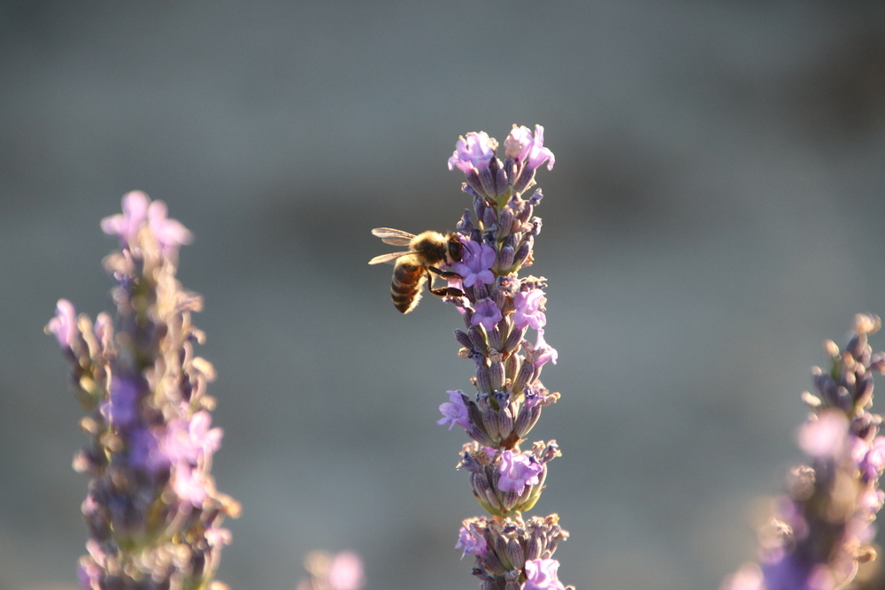 Lleno en la visita de hoy al campo de lavanda de Castellanos