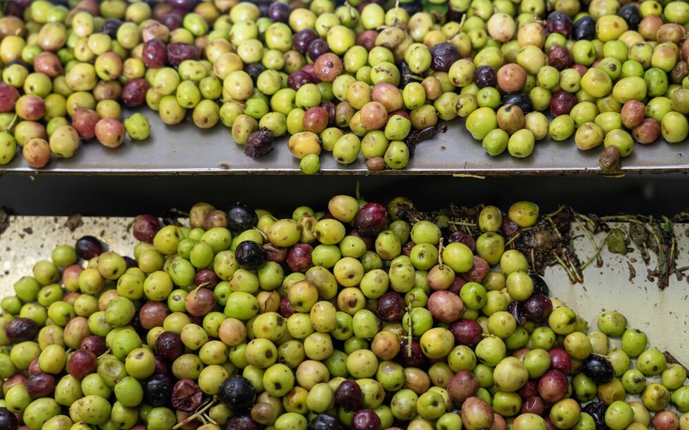 Verde aceituna en Tierra de Campos