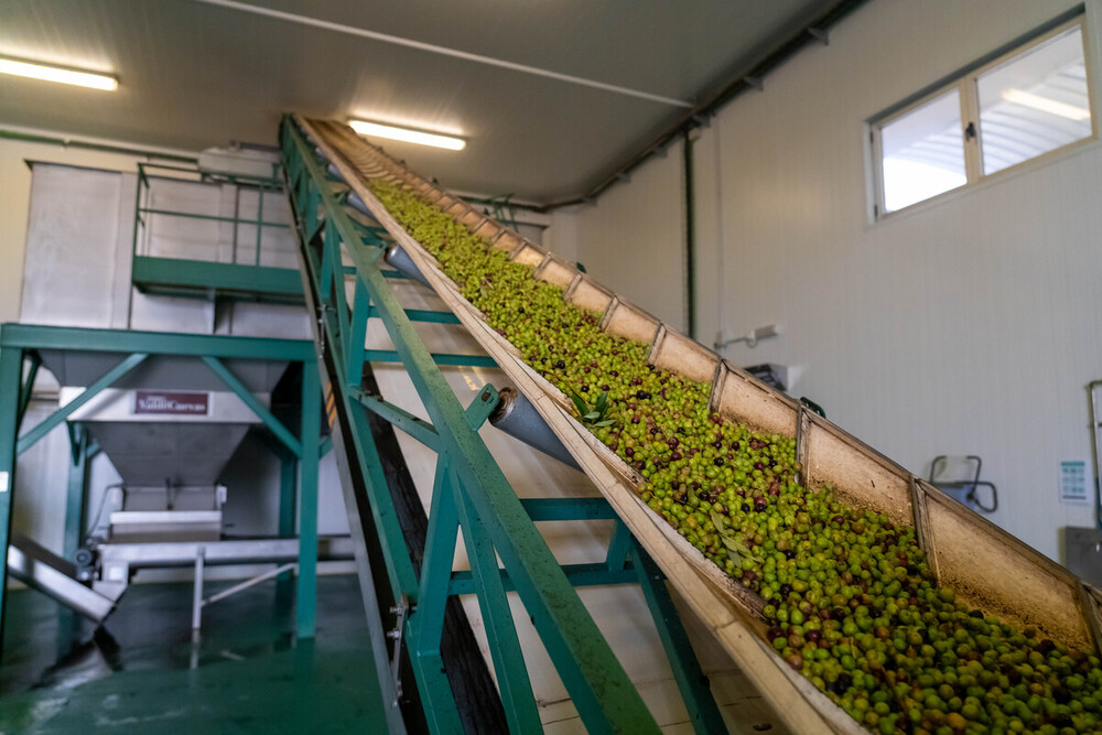 Verde aceituna en Tierra de Campos