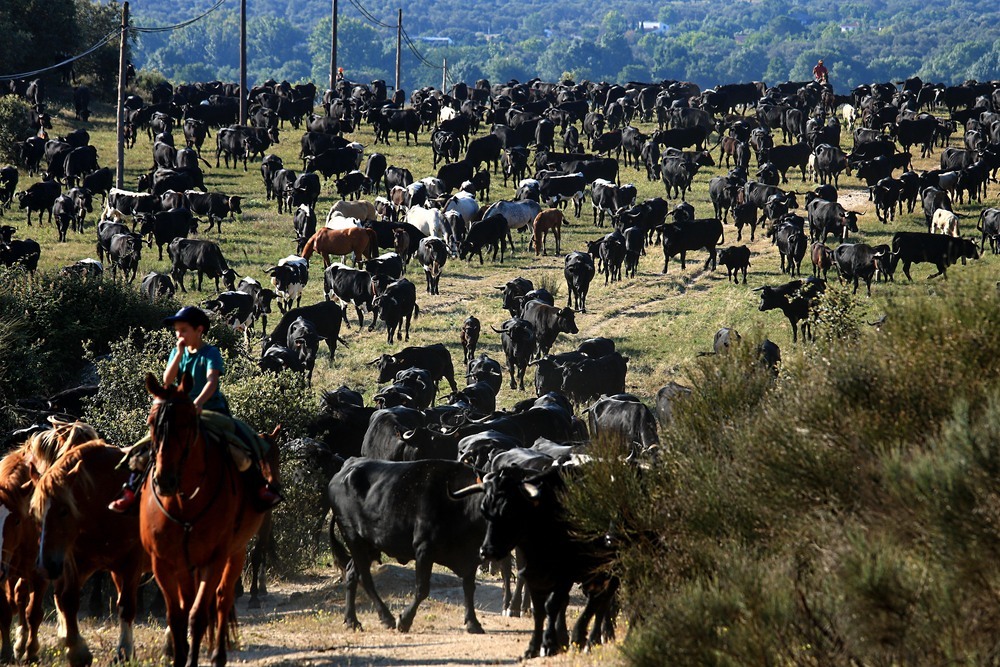 The Transhumance photographic competition already has winners