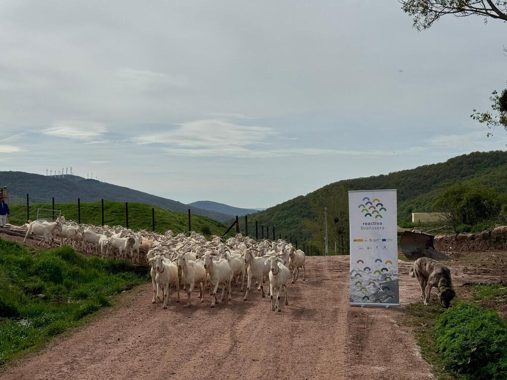 163 cabras de la Sierra de Ávila desbrozan Brañosera