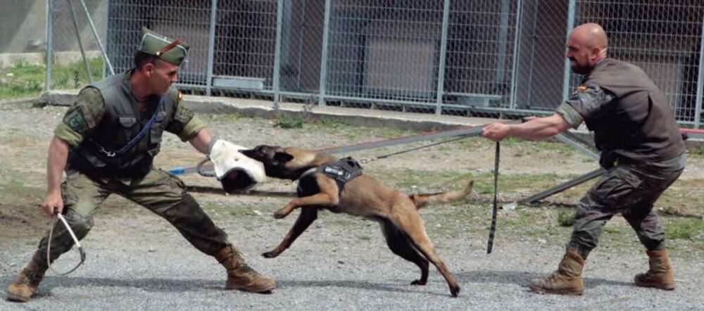 La academia de donde salen los perros de élite