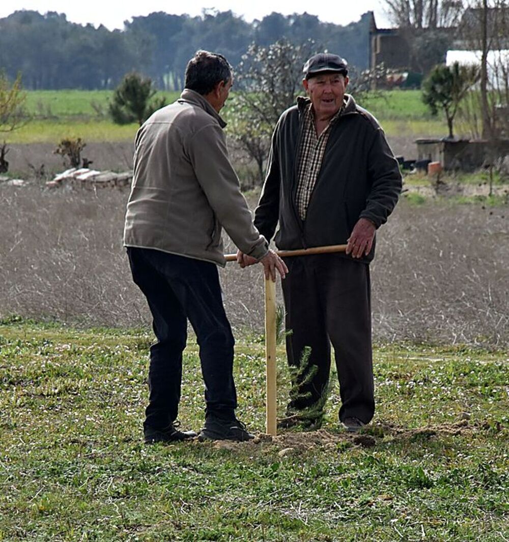 Plantación de 500 árboles en Fontiveros