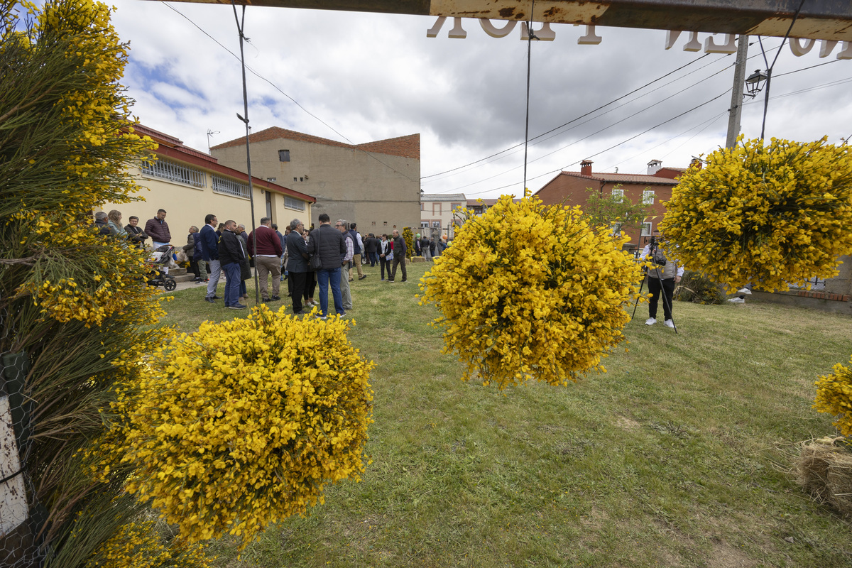 Inauguración del Festival del Piorno en Flor en Navalosa.  / DAVID CASTRO