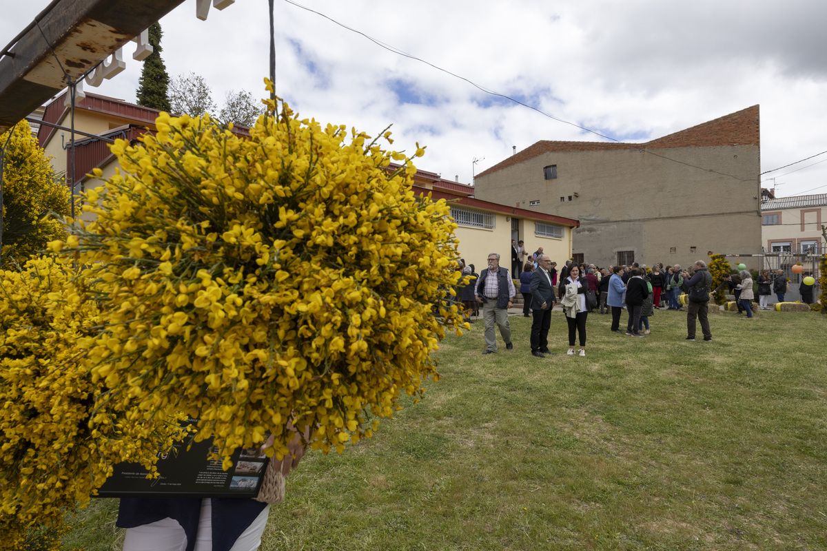 Inauguración del Festival del Piorno en Flor en Navalosa.  / DAVID CASTRO