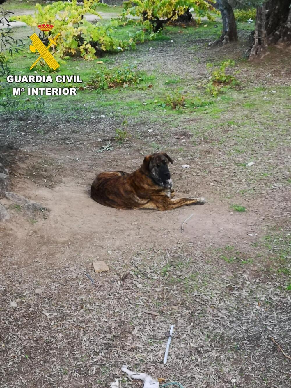 Rescatan un perro que cayó en un pozo en El Hoyo de Pinares