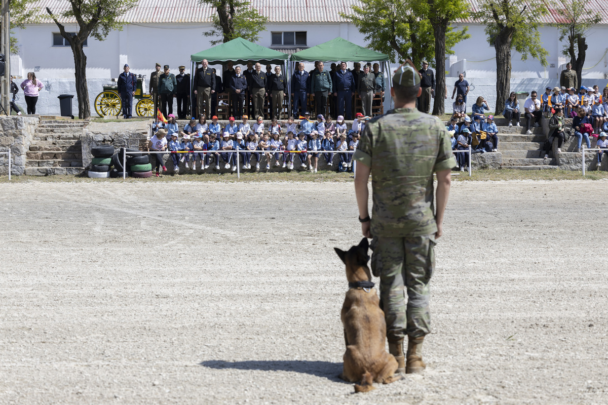 Jornada de puertas abiertas del Centro Militar de Cría Caballar.  / DAVID CASTRO