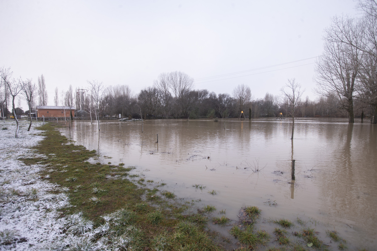 Inundaciones por crecidas río Adaja. Soto inundado por crecida del río Adaja.  / ISABEL GARCÍA