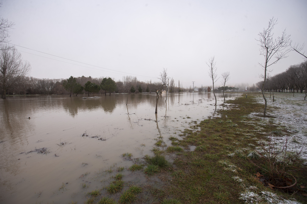 Inundaciones por crecidas río Adaja. Soto inundado por crecida del río Adaja.  / ISABEL GARCÍA