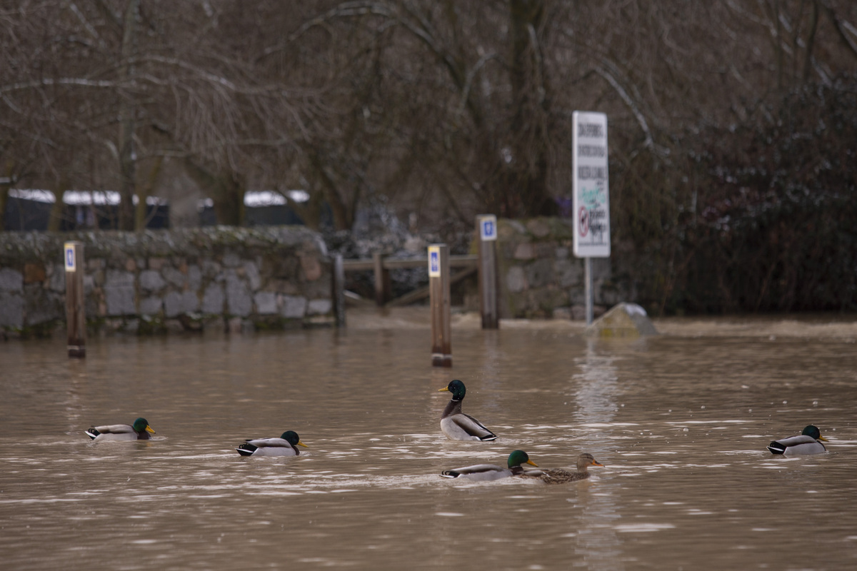 Inundaciones por crecidas río Adaja. Soto inundado por crecida del río Adaja.  / ISABEL GARCÍA