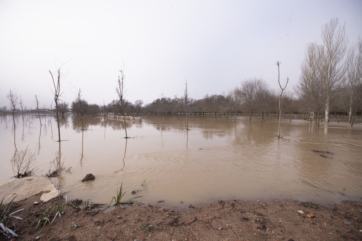 Inundaciones por crecidas río Adaja. Soto inundado por crecida del río Adaja.  / ISABEL GARCÍA