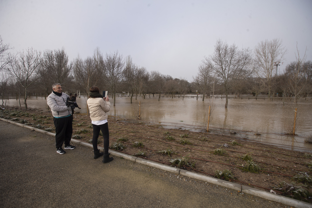 Inundaciones por crecidas río Adaja. Soto inundado por crecida del río Adaja.  / ISABEL GARCÍA