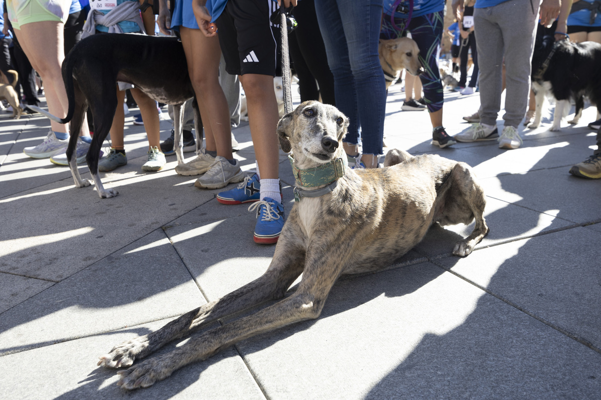 Marcha Solidaria 