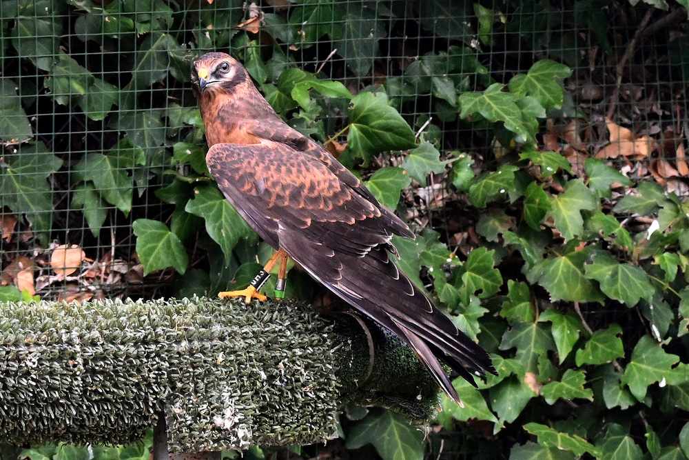 La Junta localiza más de 400 nidos gracias al proyecto para la conservación del Aguilucho cenizo y otras aves esteparias.