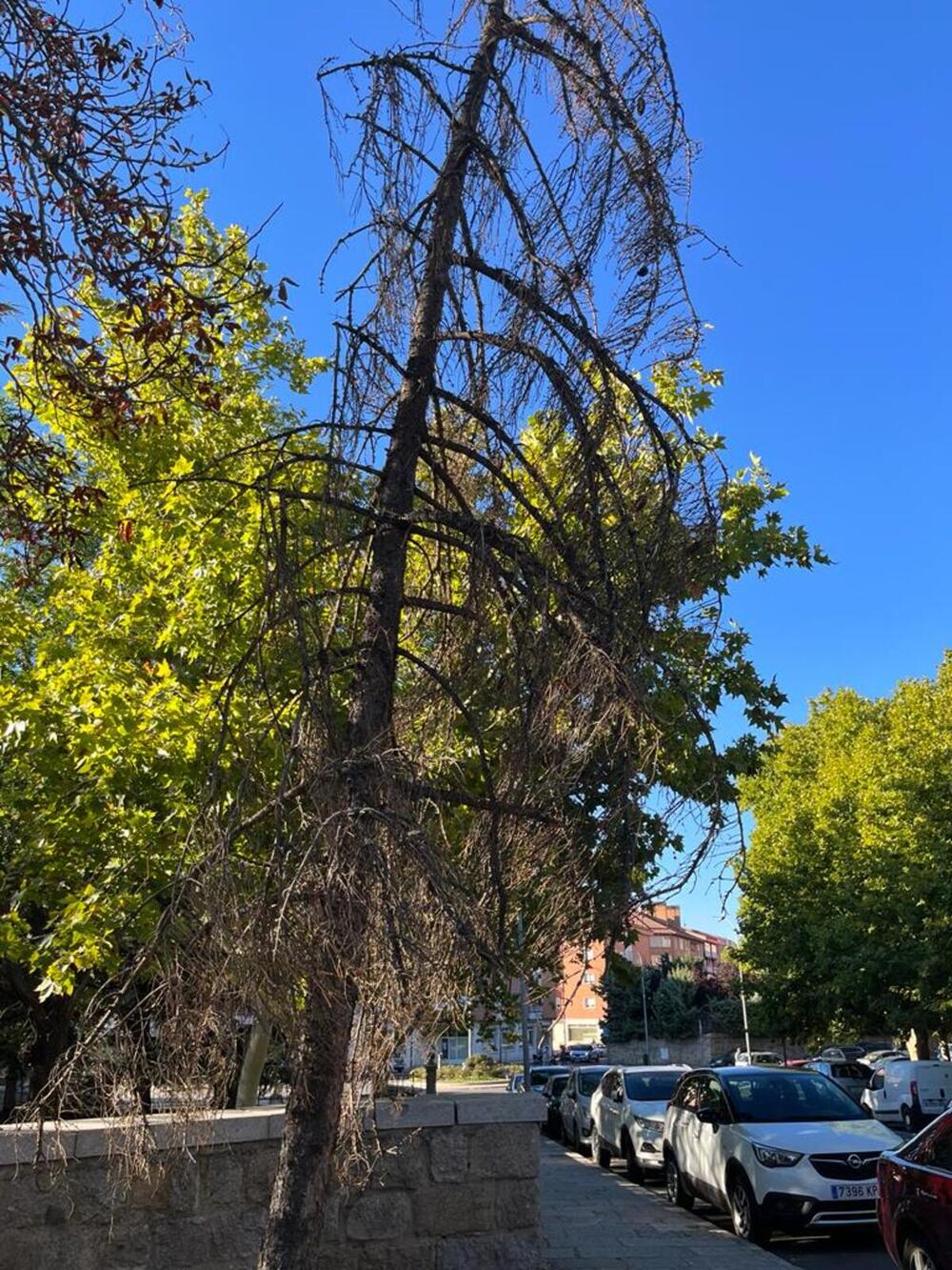 Puesta a punto para afrontar el invierno