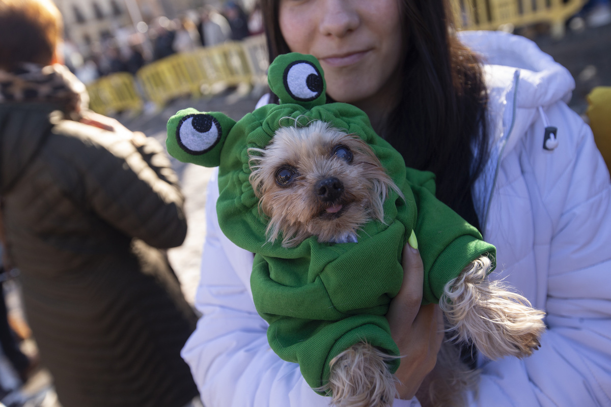 Fiesta de San Antón, fiesta de los animales.  / ISABEL GARCÍA