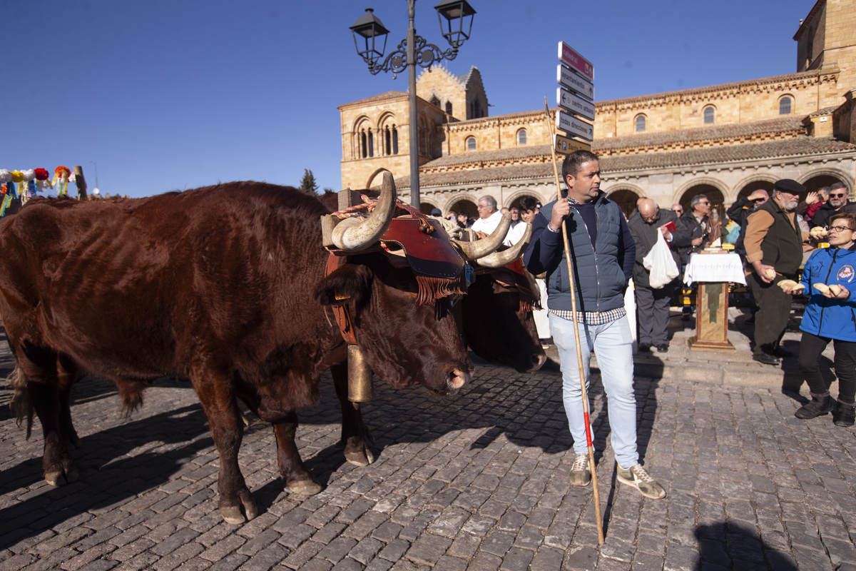 Fiesta de San Antón, fiesta de los animales.  / ISABEL GARCÍA