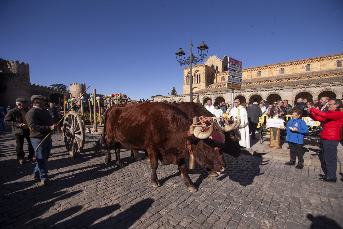 Fiesta de San Antón, fiesta de los animales.  / ISABEL GARCÍA