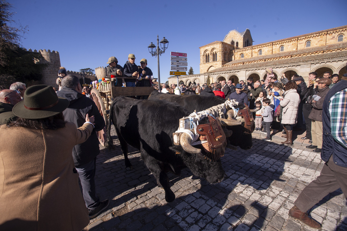 Fiesta de San Antón, fiesta de los animales.  / ISABEL GARCÍA