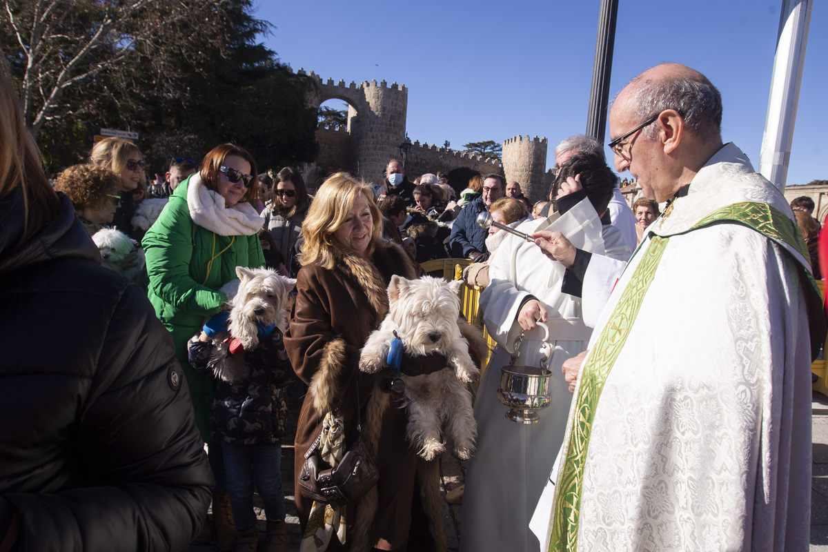 Fiesta de San Antón, fiesta de los animales.  / ISABEL GARCÍA