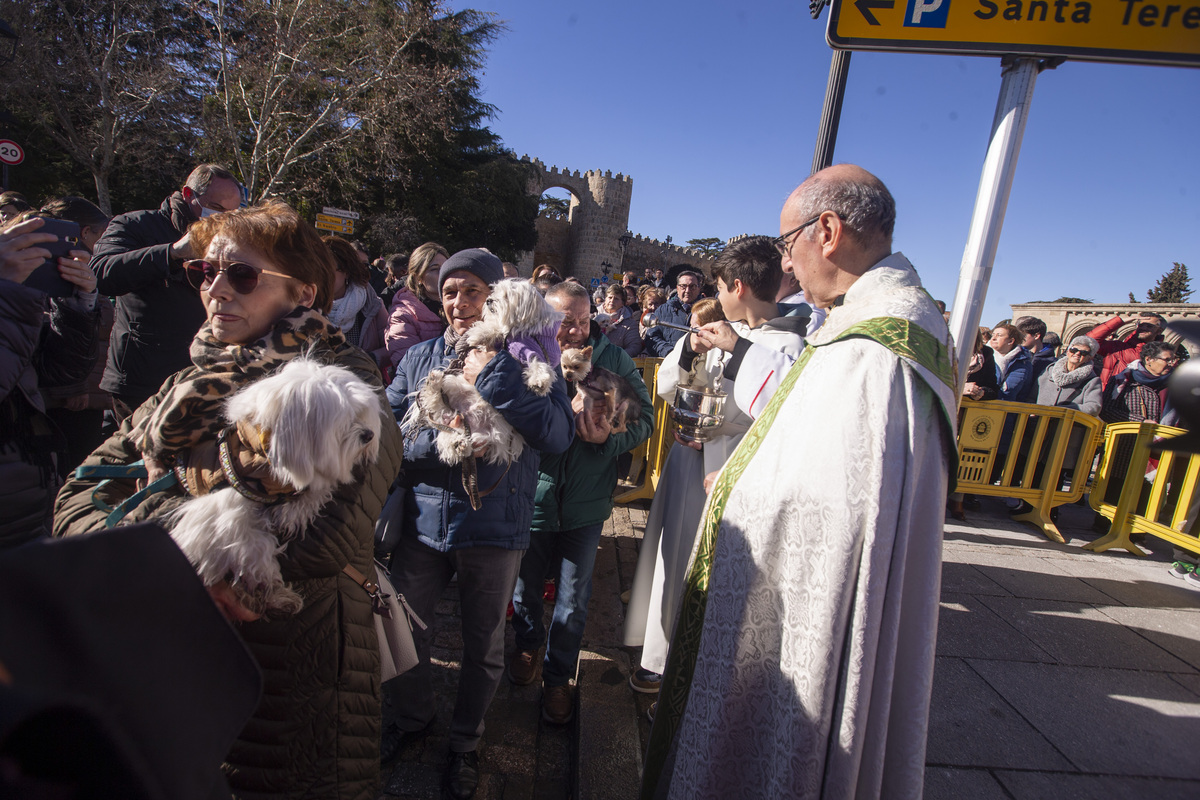 Fiesta de San Antón, fiesta de los animales.  / ISABEL GARCÍA