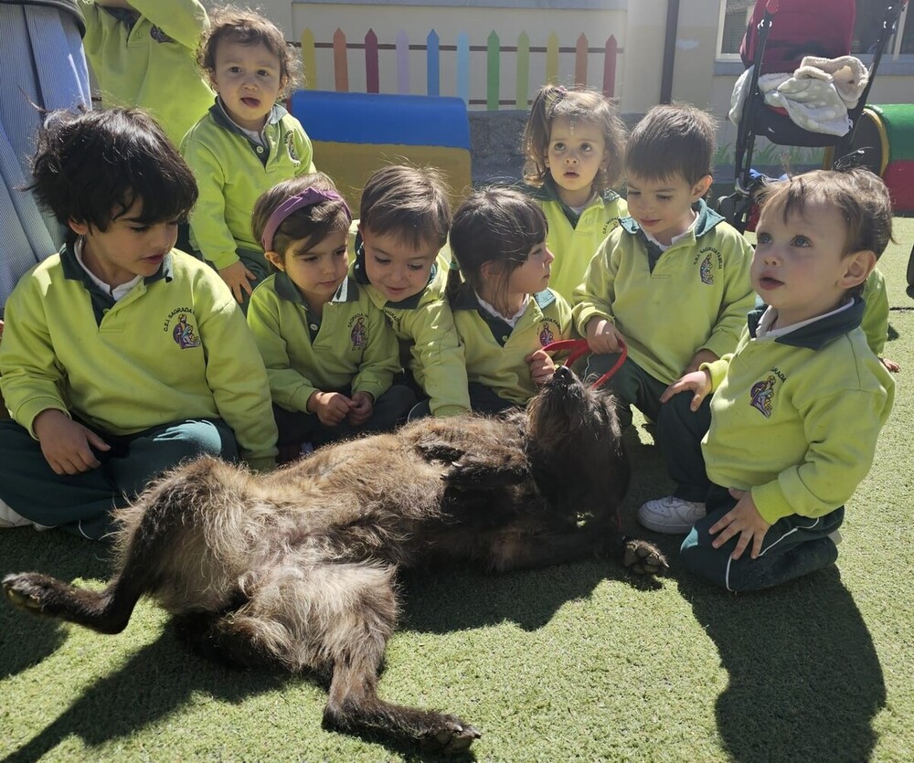 Sensibilización sobre las mascotas