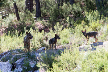 La Junta ultima el censo del lobo con un aumento de población