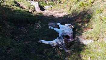 Seis ataques de lobo a la misma explotación en menos de un mes