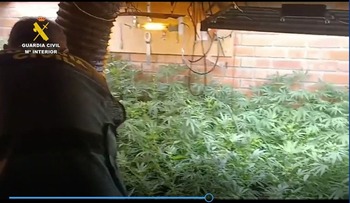 El sur de la provincia, zona caliente de cultivo de marihuana