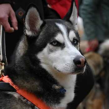 Un compañero canino de vida y deporte