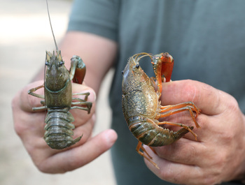 Permitida la pesca en aguas trucheras desde finales de marzo