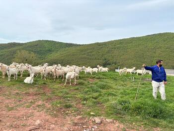 163 cabras de la Sierra de Ávila desbrozan Brañosera