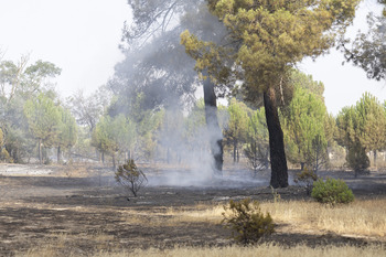 17 incendios esclarecidos y 7 investigados o detenidos en 2024