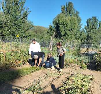 Cultivar tomates junto a la Muralla