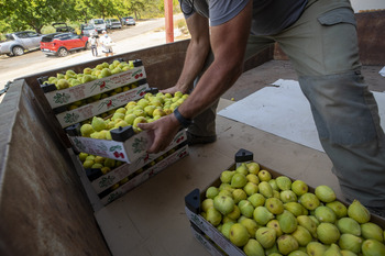 La producción de higo fresco baja un 60% pero mantiene precios