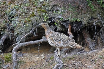 2M€ a restaurar y mejorar los hábitats del urogallo cantábrico