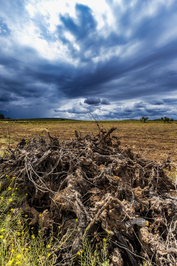 El arranque de viñedo trae cola