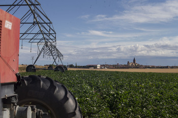 Los topillos tienen presencia en 100.000 hectáreas en Ávila