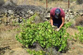 Baja la vendimia de albillo y misma previsión para garnacha