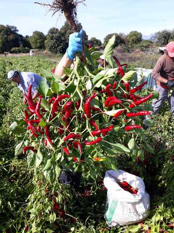 El último pimentón artesano tiene el sello de Candeleda