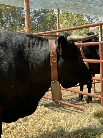 Treinta años de Feria de Ganado en Piedrahíta