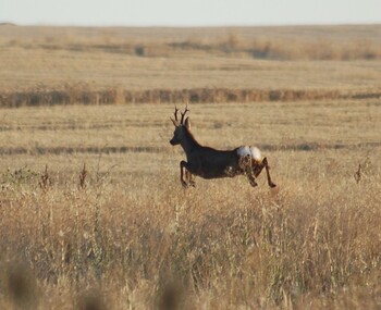 La importancia de denunciar los daños por fauna silvestre