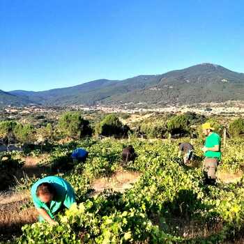 Cebreros inicia la recogida del albillo real, 