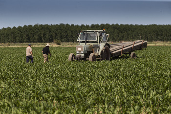 Las cooperativas agrarias ya facturan casi 4.000 millones