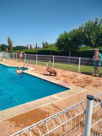 Un buitre en la piscina de Mingorría