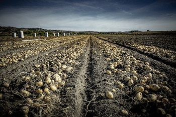 La superficie de patata crece un 2,1% en Castilla y León