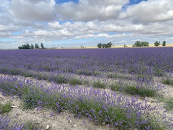 La Diputación busca fomentar el turismo de floración en Ávila